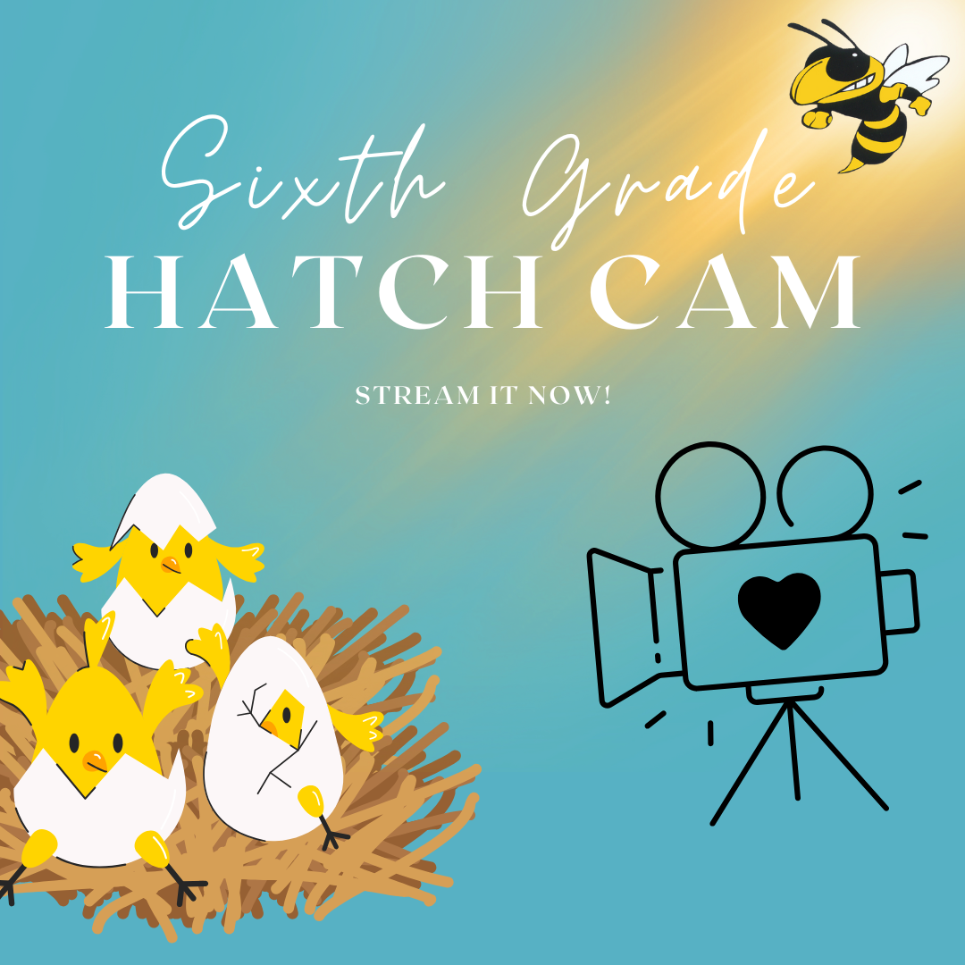  chick cam
